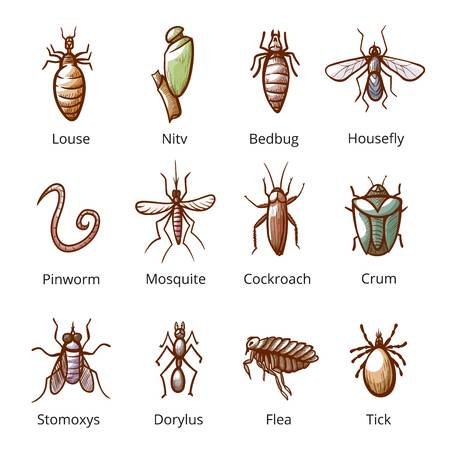 Pest – Definition Of Pest – Categories Of Pests – Causes Of Pest ...