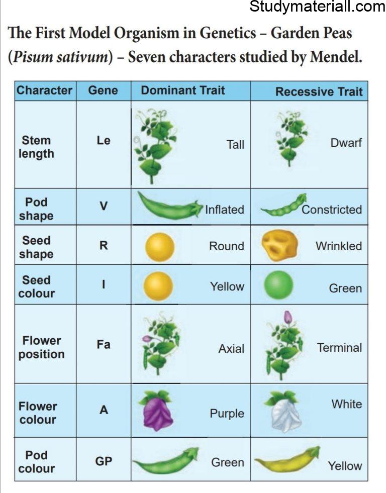 Mendel s Experiments On Pea Plant Study Material