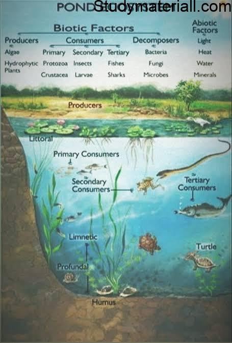 essay on pond ecosystem
