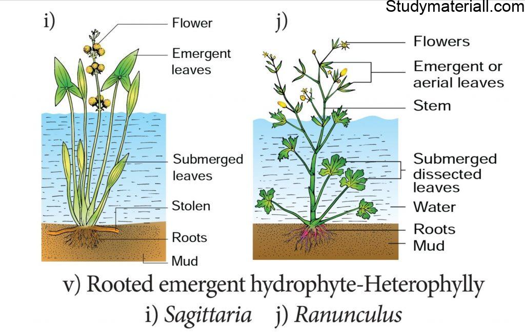 Ecological Adaptations Of Plants - Hydrophytes Plant - Study Material